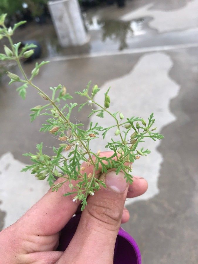 Leucospora multifida — search result for 'Plantaginaceae'