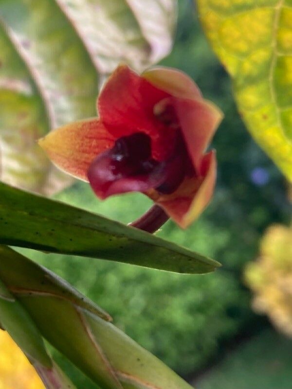 Maxillariella procurrens — related species from the same genus