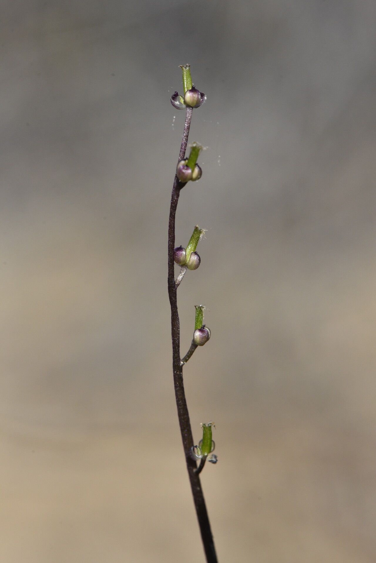Triglochin laxiflora fruit