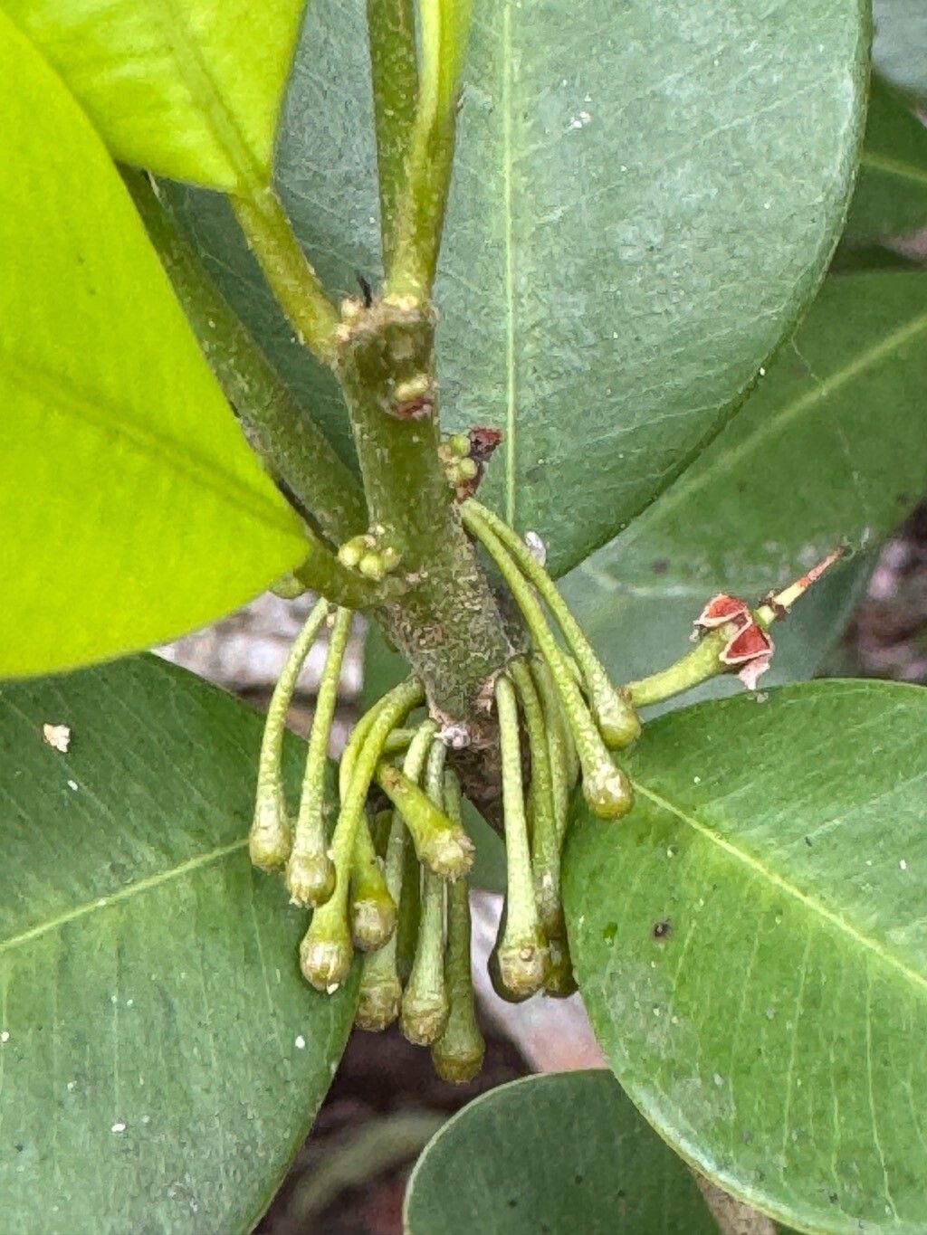 Manilkara subsericea flower