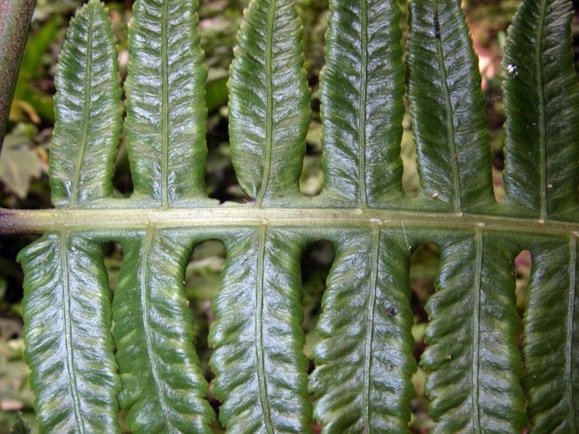 Diplazium lindbergii leaf