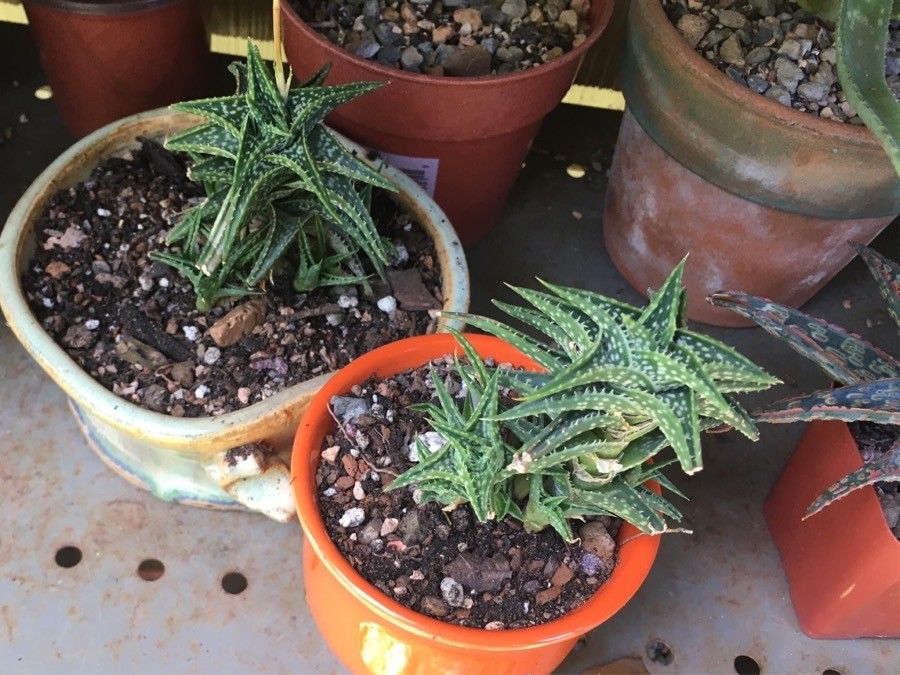 Aloe descoingsii leaf