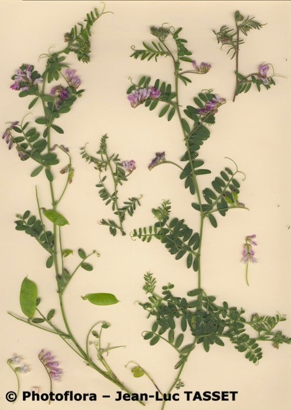 Vicia monardii habit