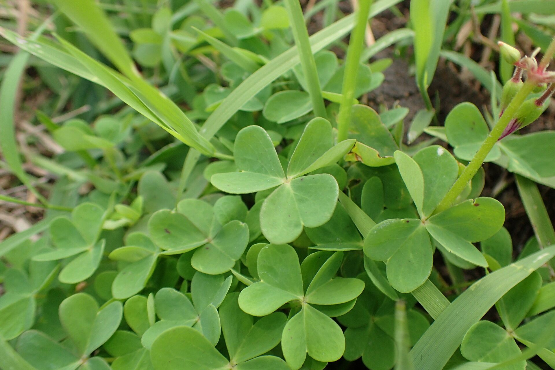 Oxalis purpurata — search result for 'Oxalis'