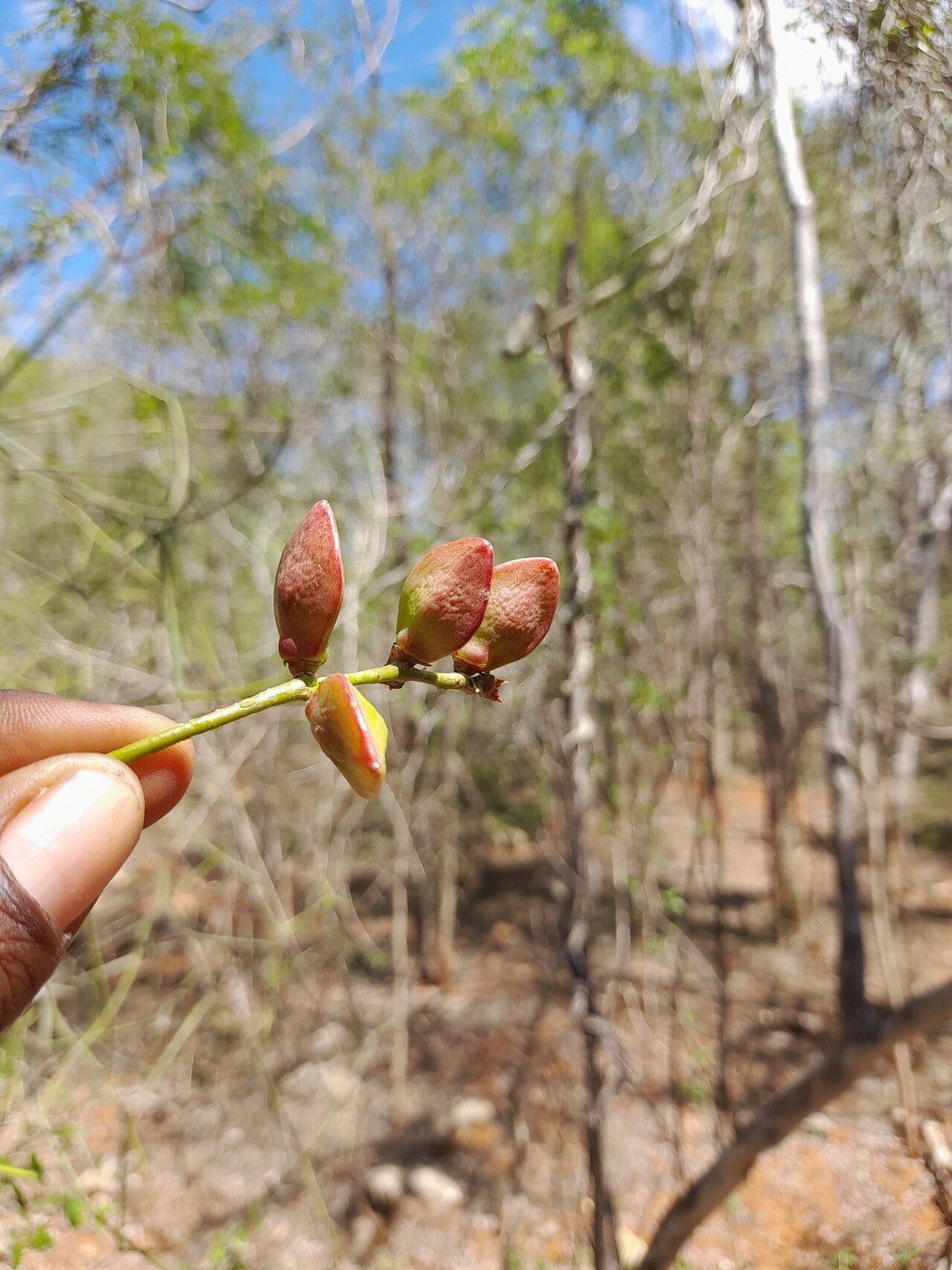 Commiphora pterocarpa — search result for 'Commiphora'