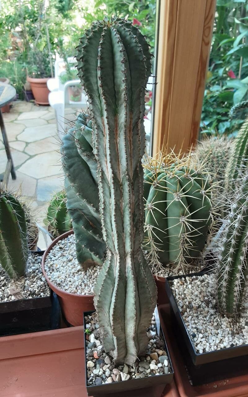 Euphorbia horrida bark