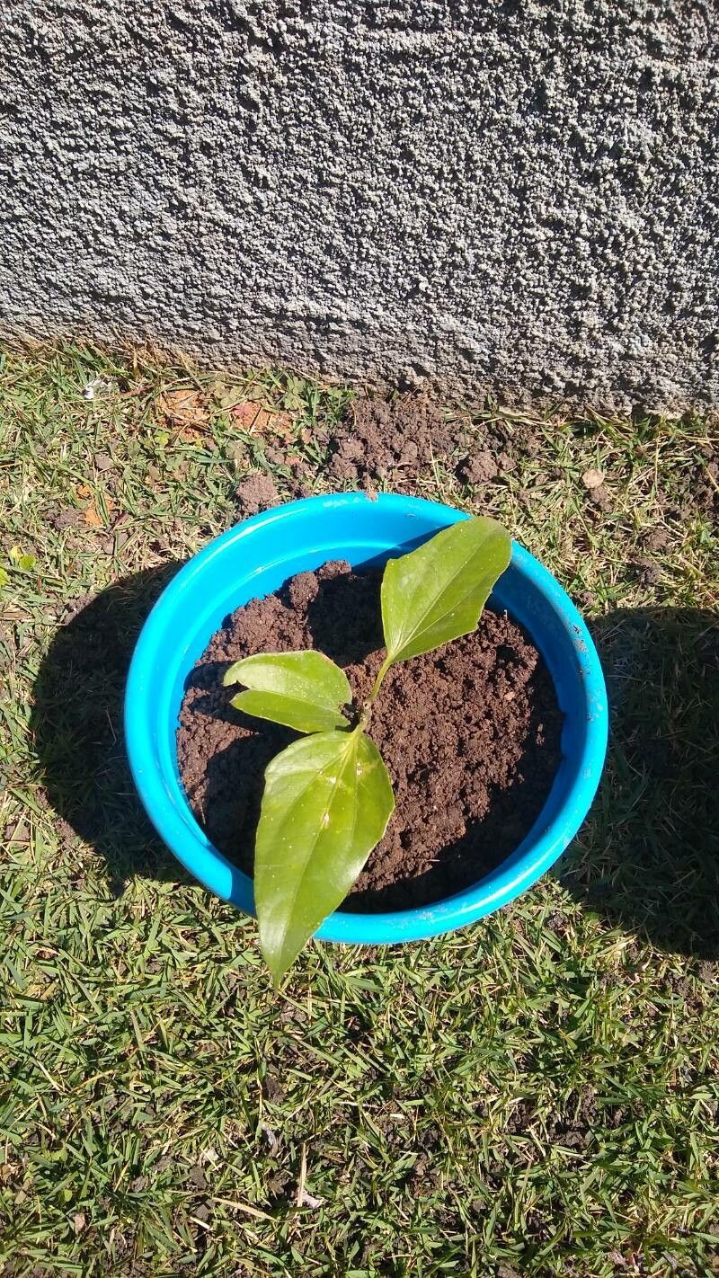 Mikania guaco — houseplant care guide