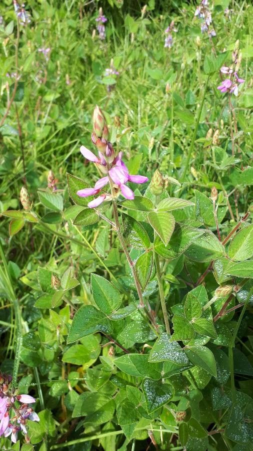 Desmodium intortum flower