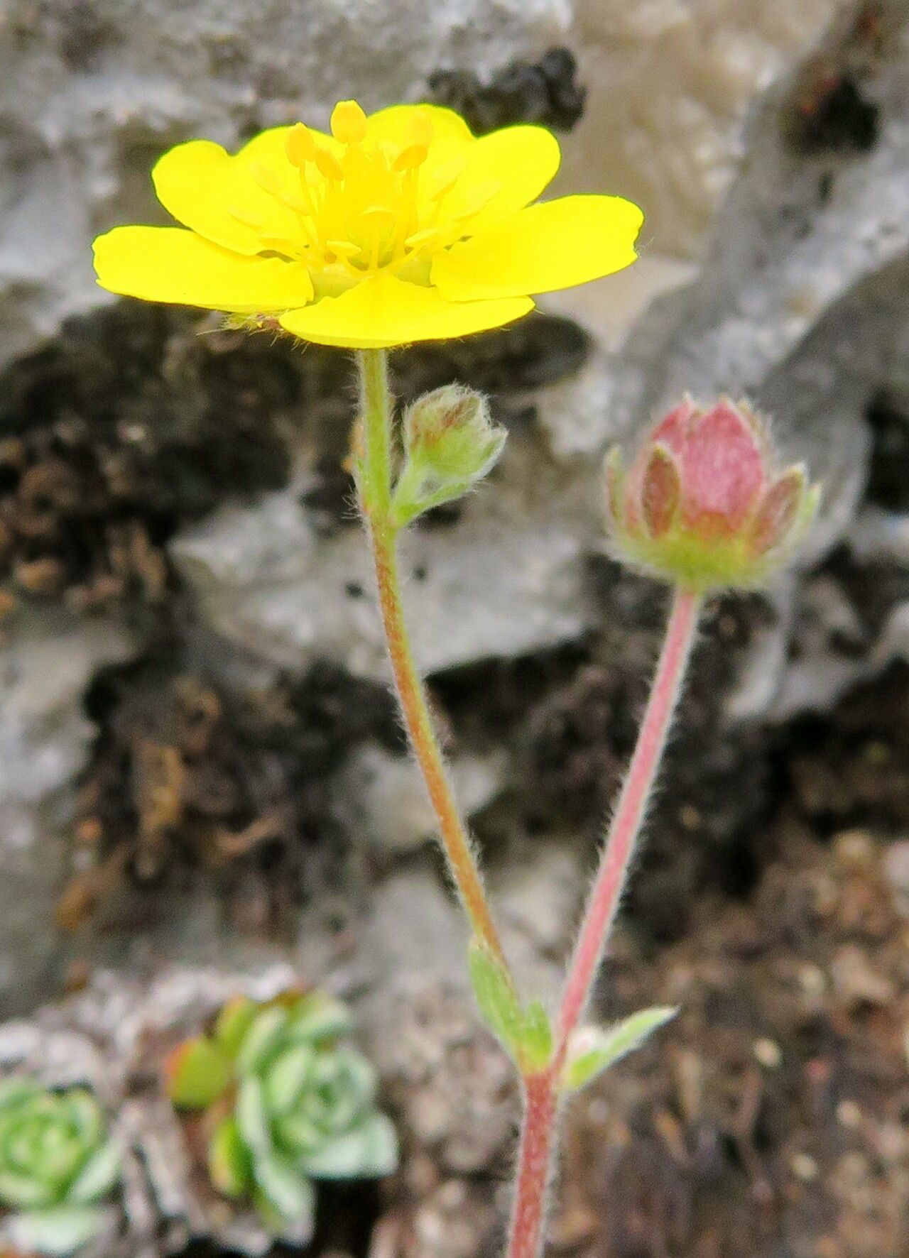 Potentilla nevadensis flower