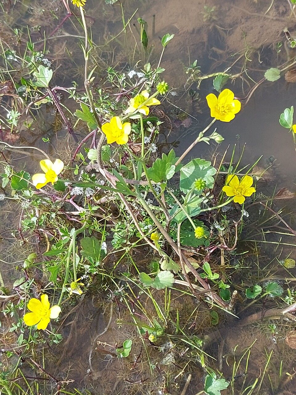 Ranunculus cordiger habit
