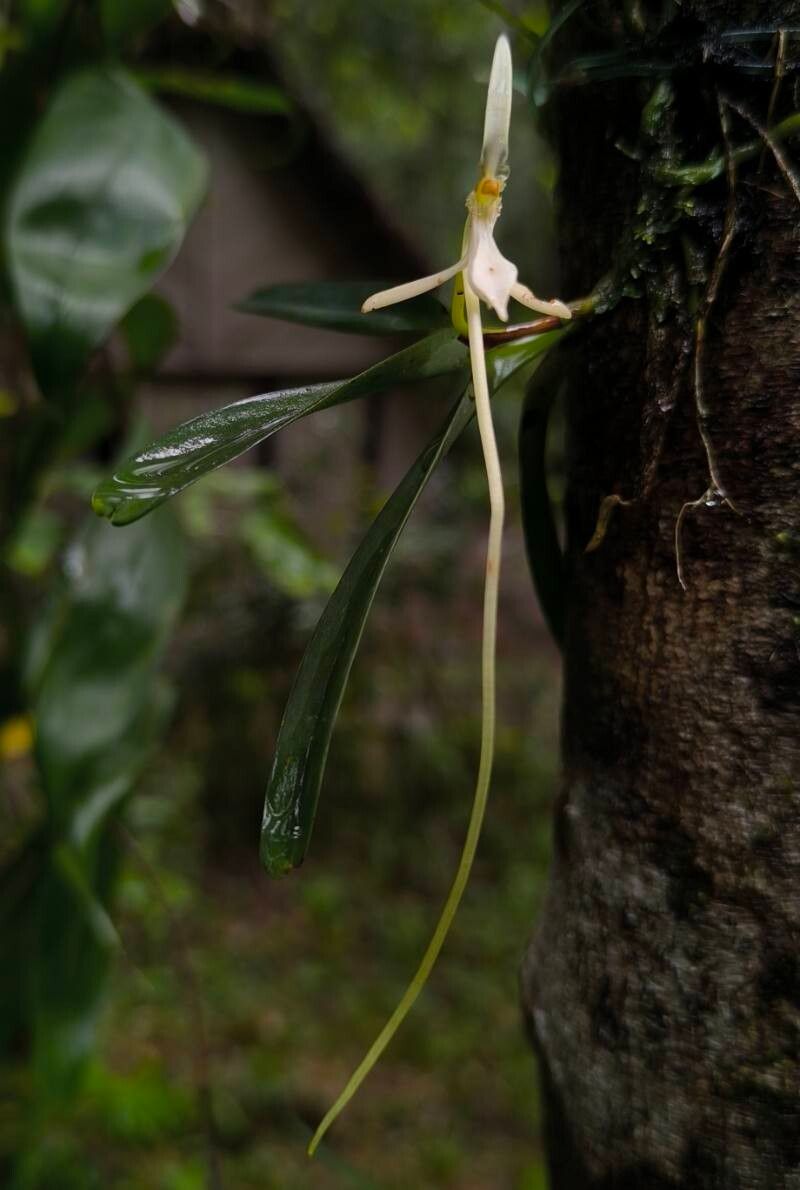 Jumellea recurva flower