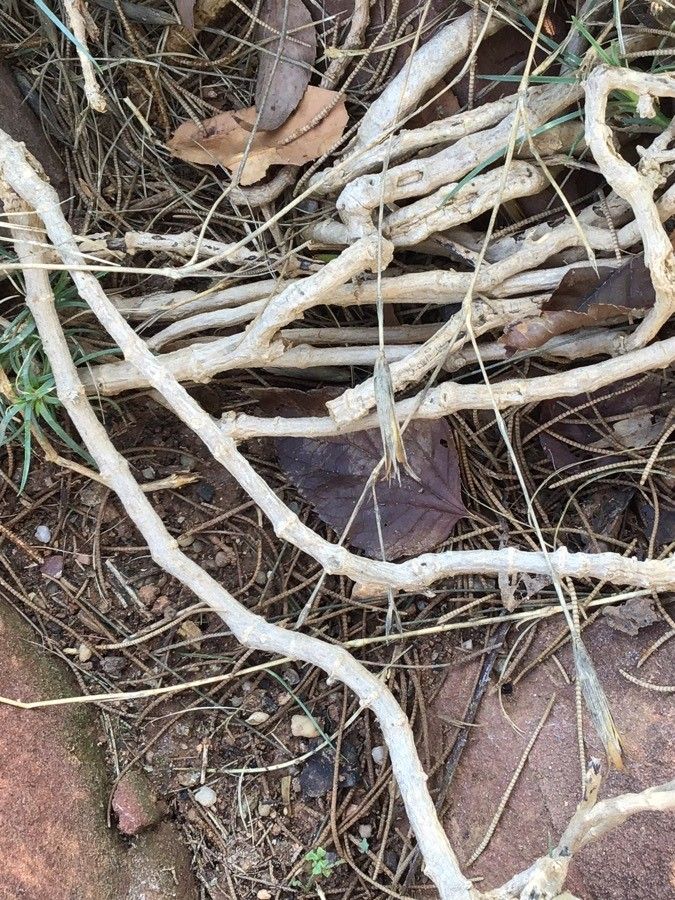 Dianthus broteroi bark