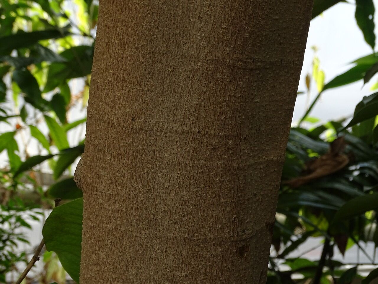 Magnolia garrettii bark