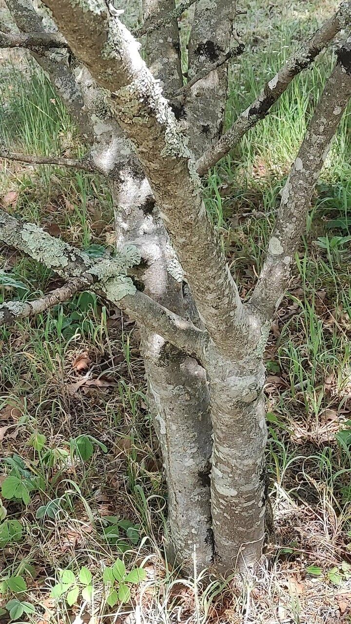 Zanthoxylum Simulans bark