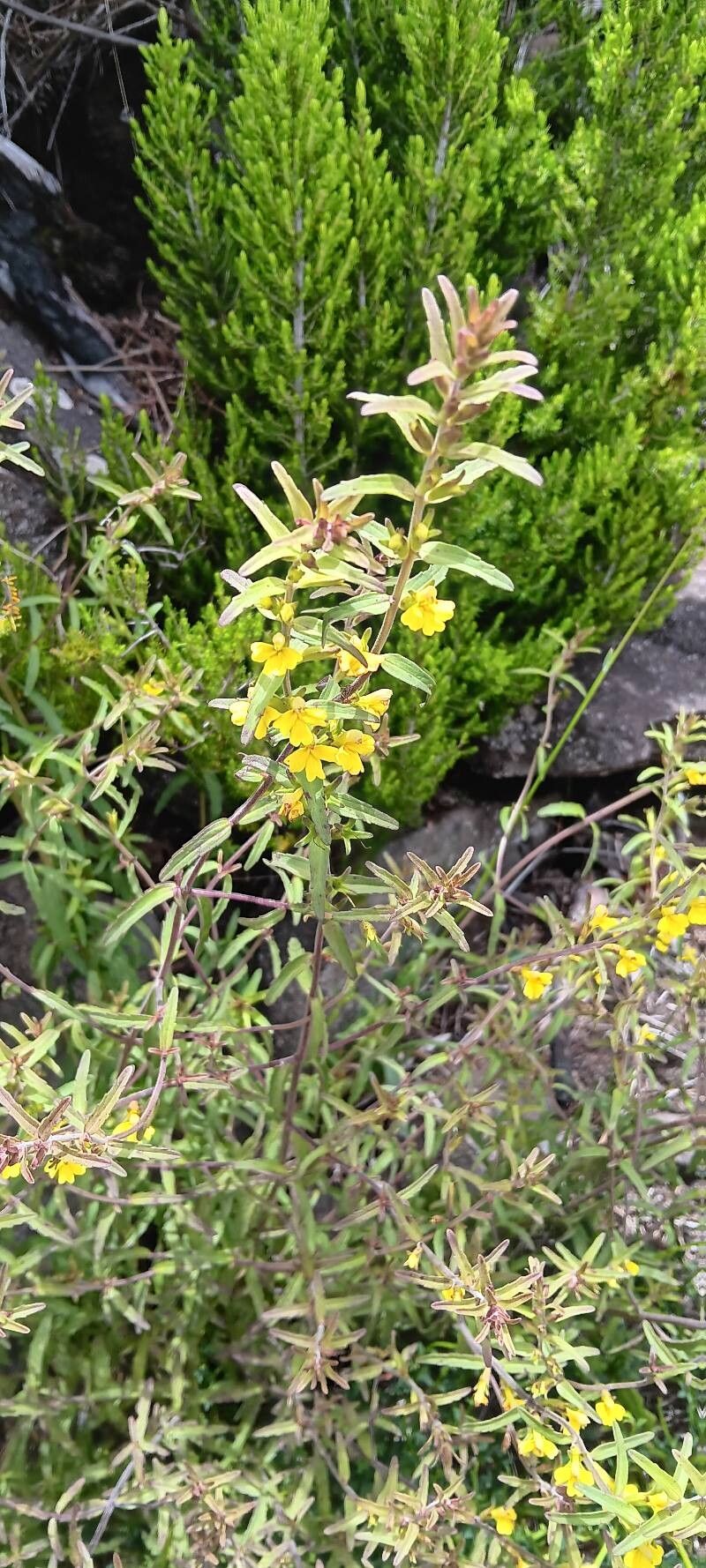 Odontites hollianus flower