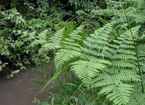 Hypolepis repens — houseplant care guide