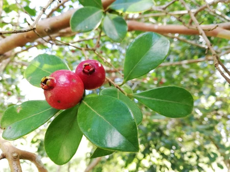 Psidium cattleianum fruit