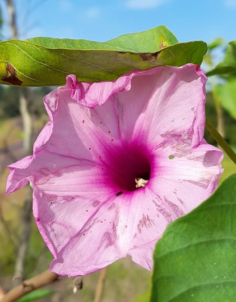 Ipomoea carnea flower