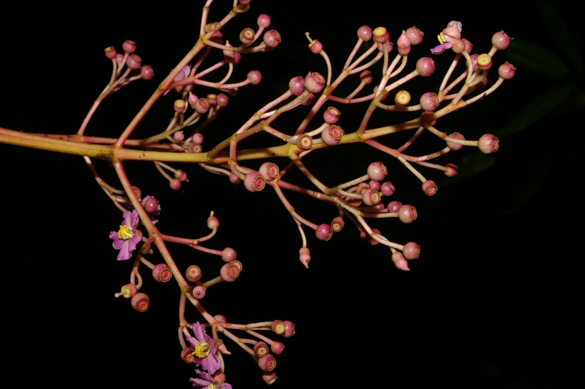 Miconia rhodopetala flower
