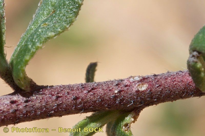 Echium tuberculatum bark