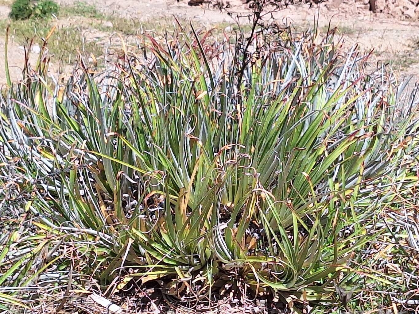 Puya dyckioides habit