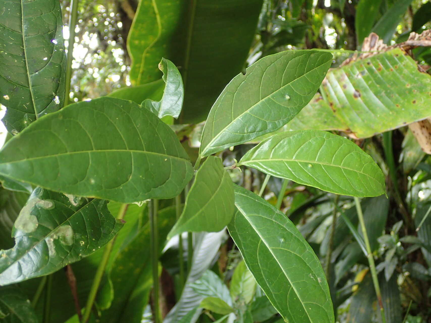 Cestrum megalophyllum — search result for 'Cestrum'