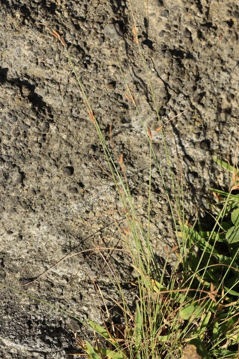 Fimbristylis sieboldii flower