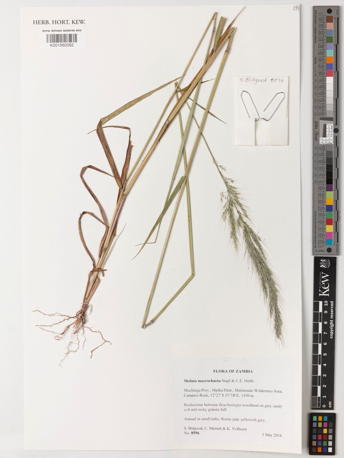 Melinis macrochaeta — related species from the same genus