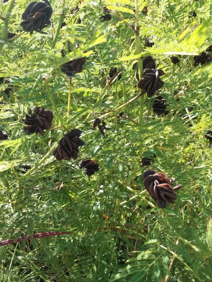 Desmanthus illinoensis — search result for 'Mimosa'