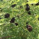 Desmanthus illinoensis