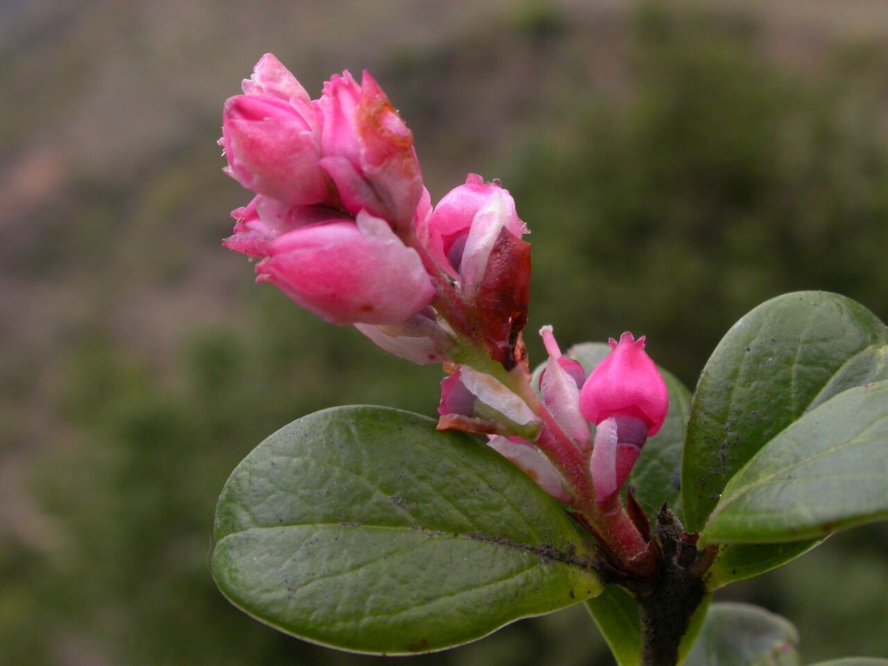 Vaccinium retusum habit