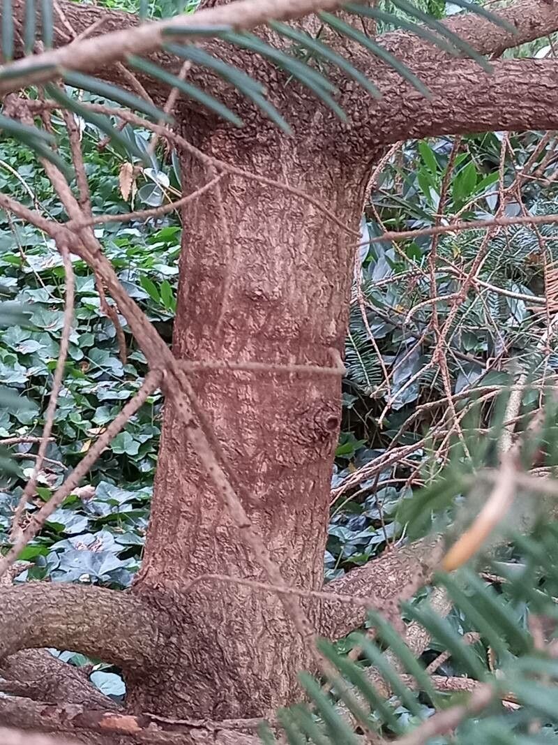Abies recurvata bark