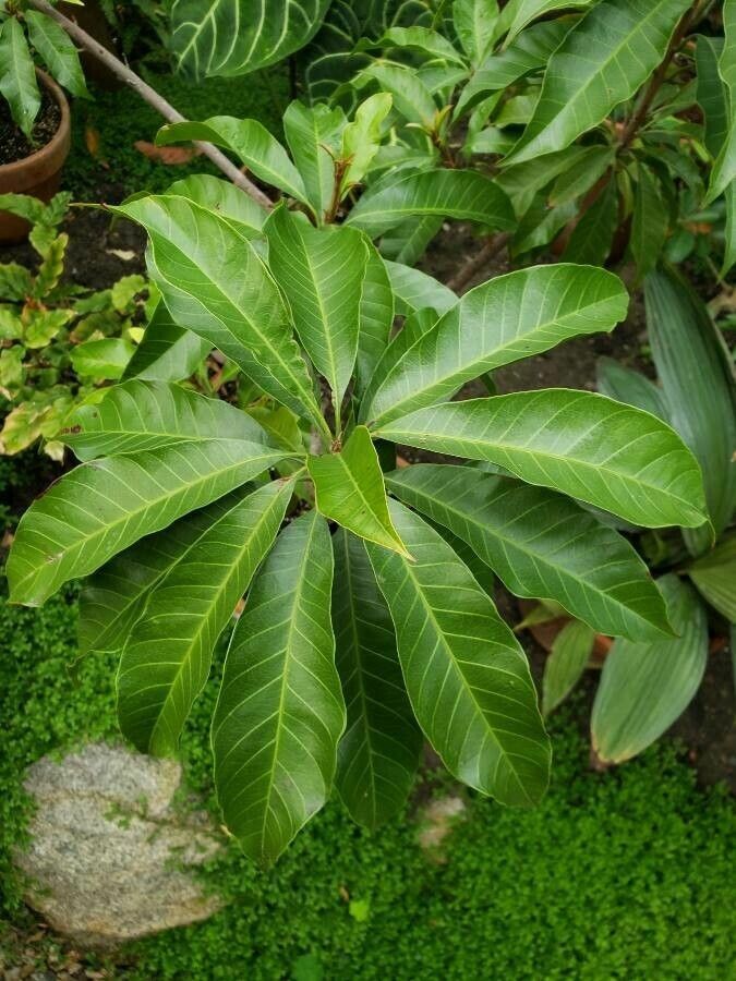 Pouteria campechiana leaf