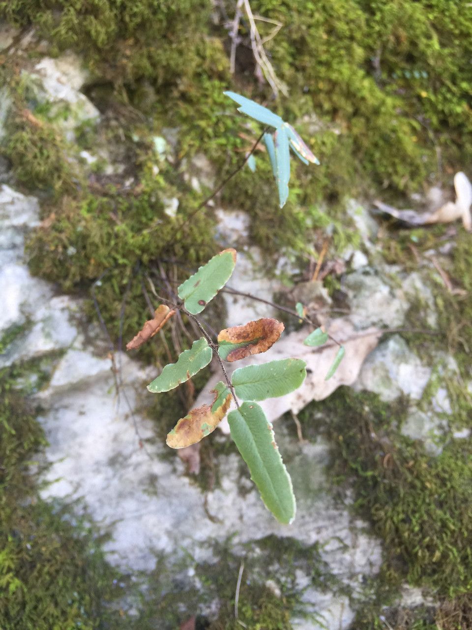 Pellaea atropurpurea habit
