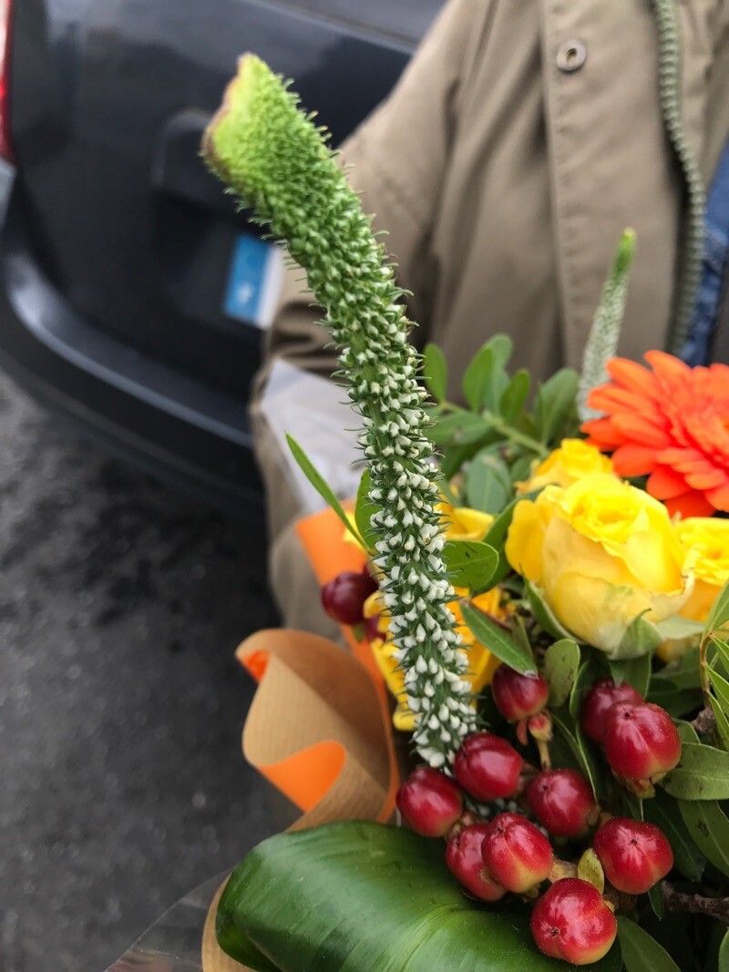 Veronica spuria leaf