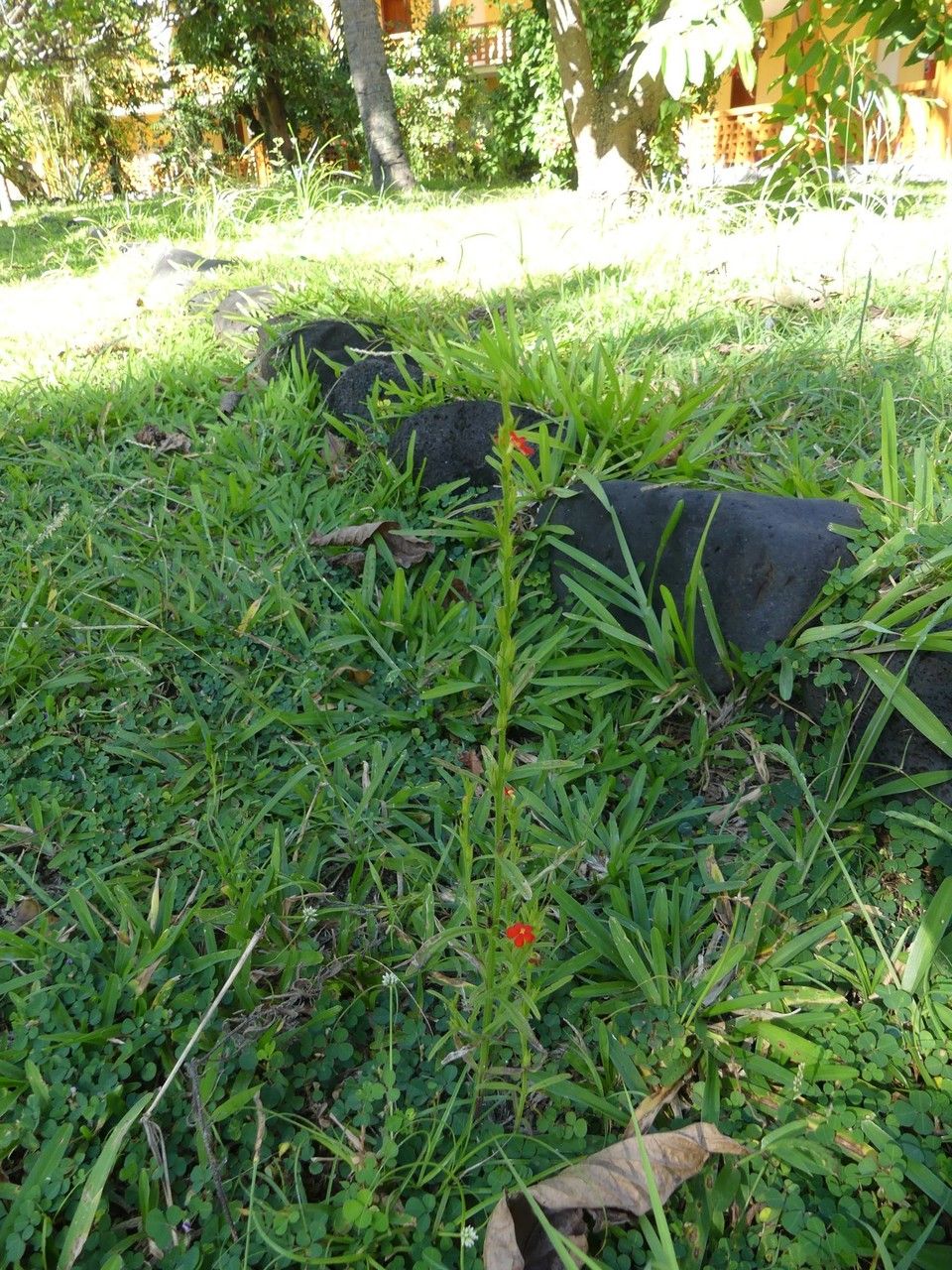 Striga asiatica habit