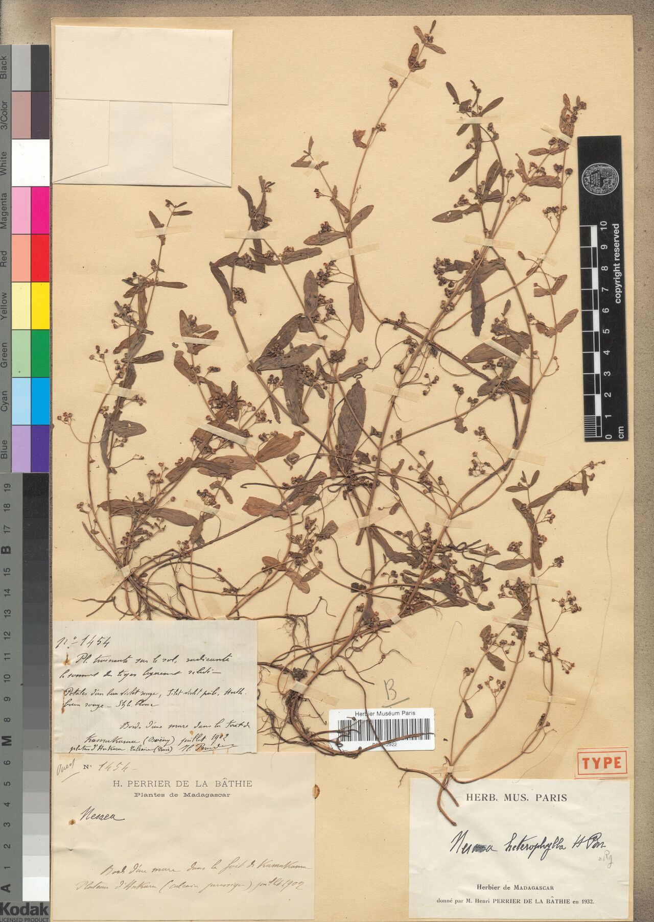 Ammannia heterophylla — search result for 'Ammannia'