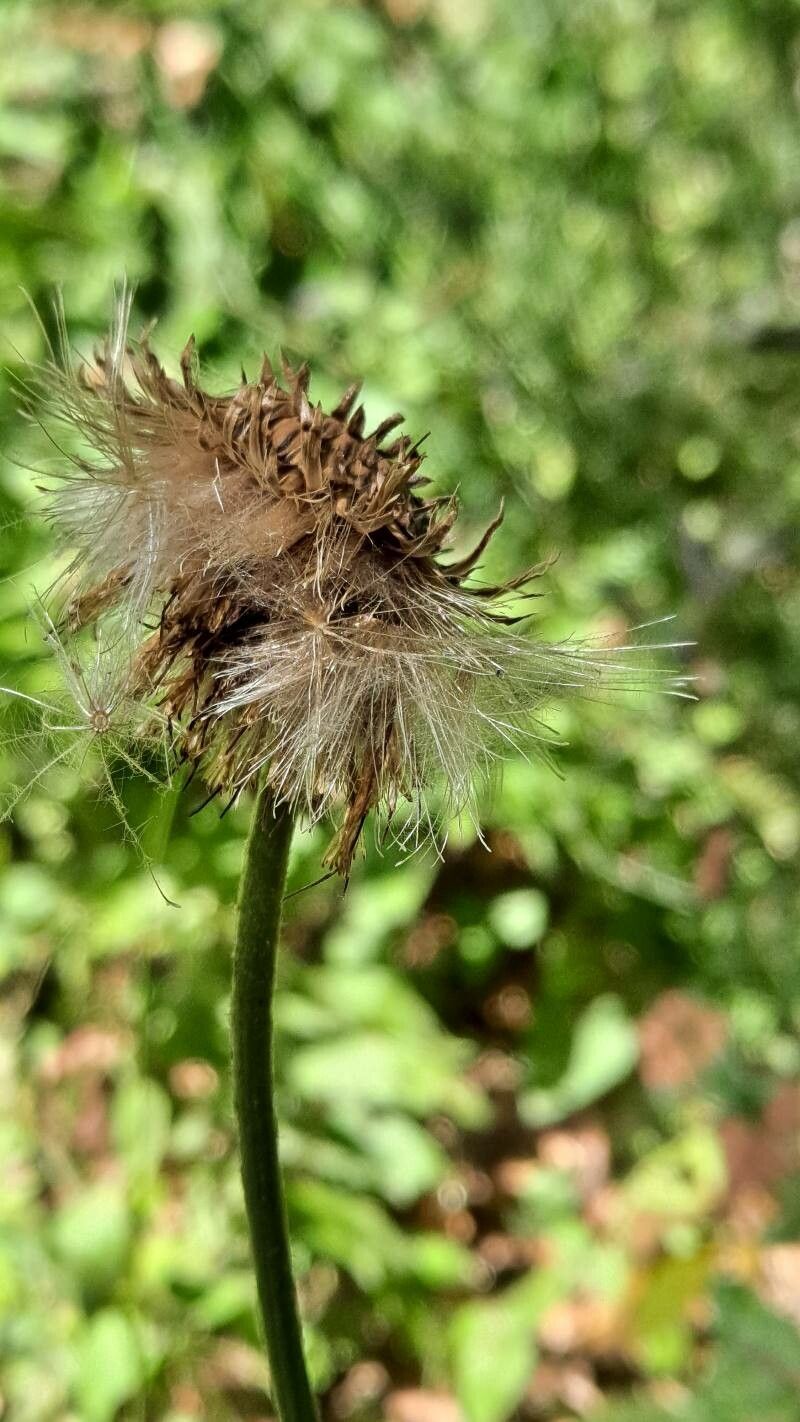 Cirsium erisithales fruit