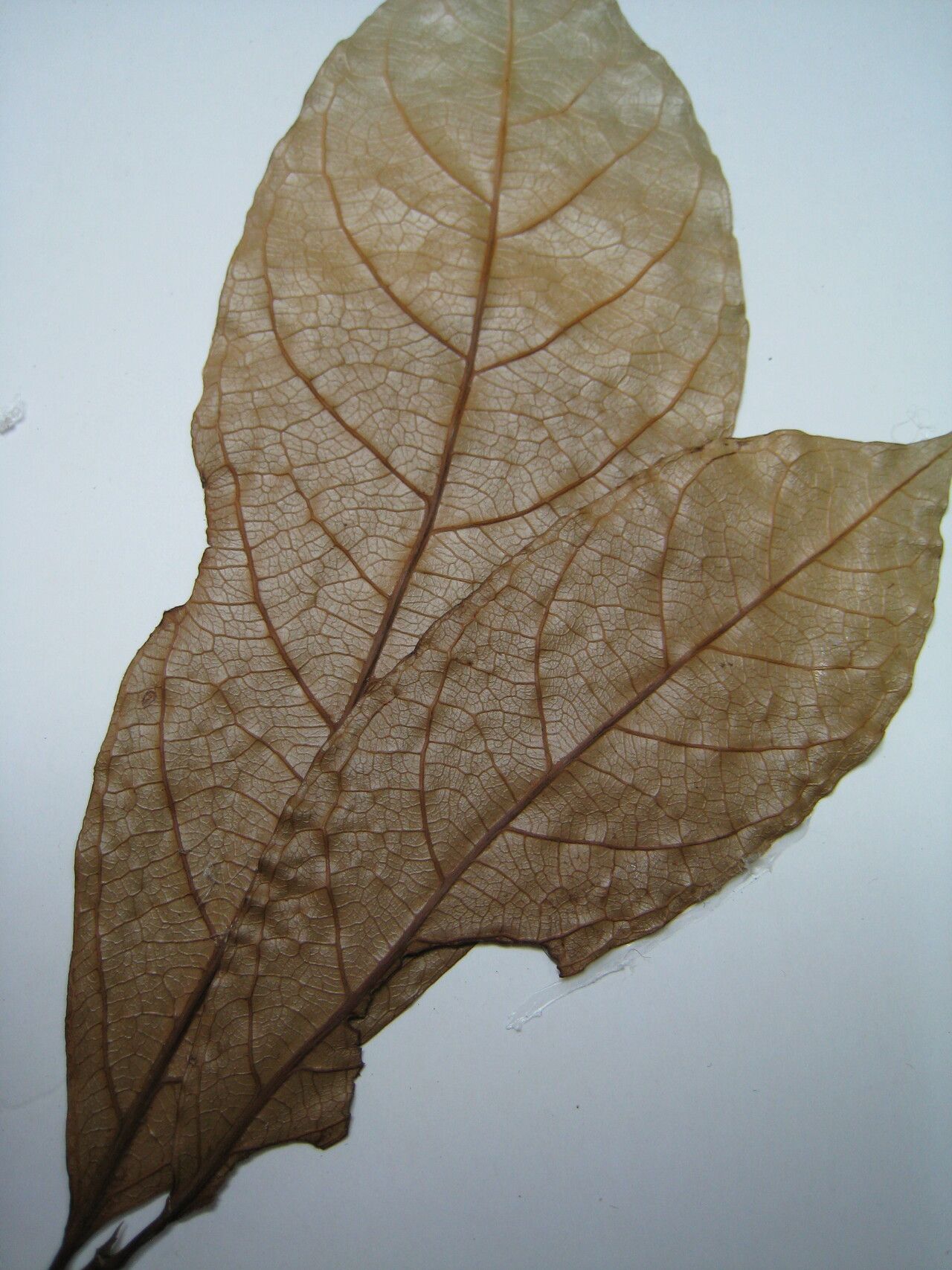 Rinorea guianensis other