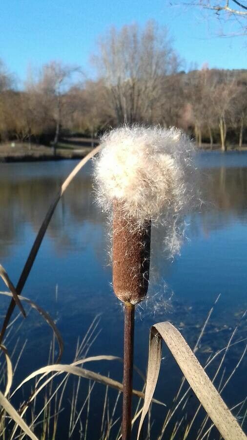 Typha latifolia fruit
