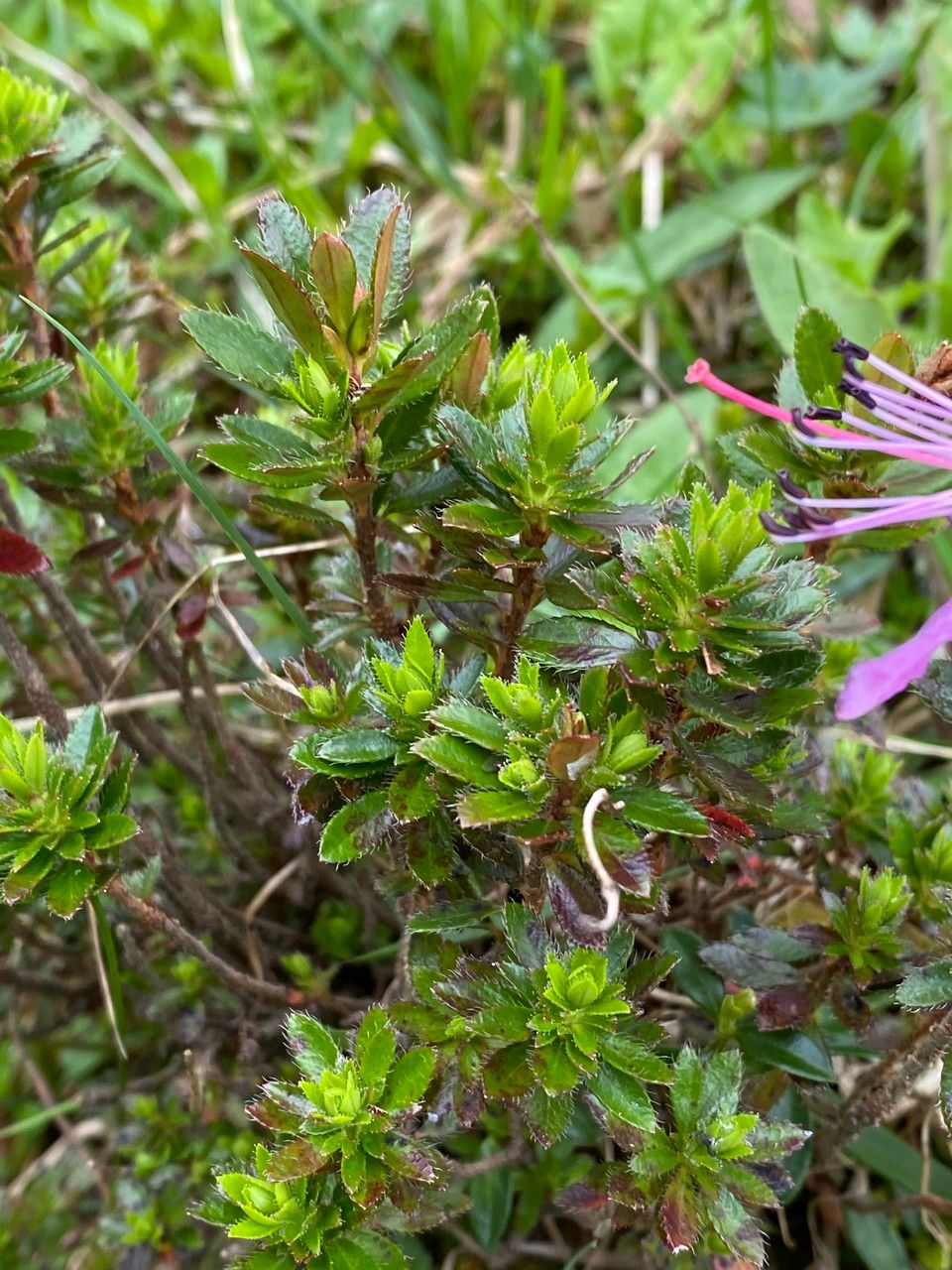 Rhodothamnus chamaecistus leaf