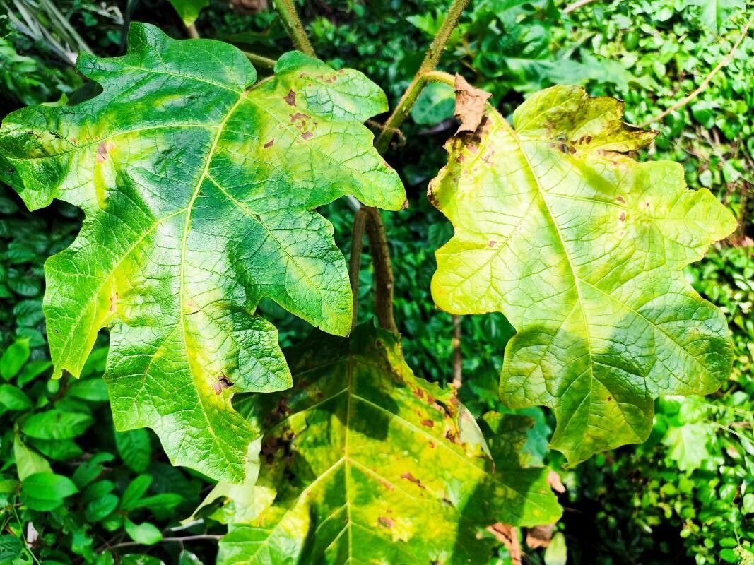 Solanum crinitum — houseplant care guide