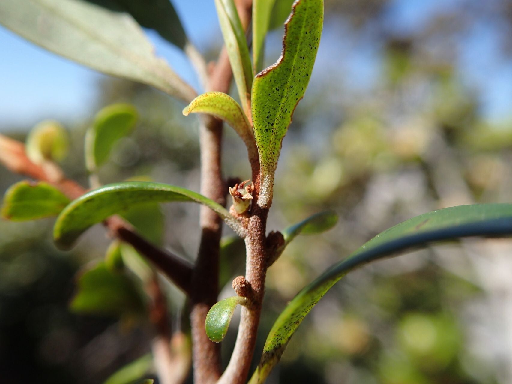 Myrsine asymmetrica — related species from the same genus