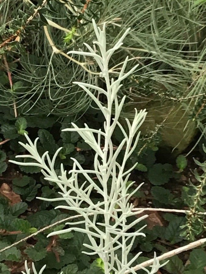 Eremophila nivea — search result for 'Scrophulariaceae'