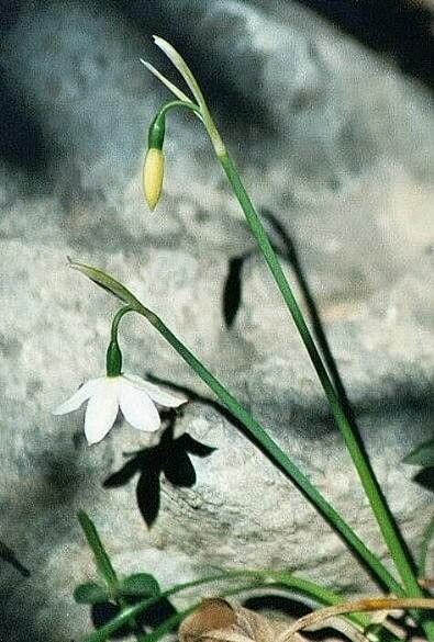 Acis fabrei — related species from the same genus