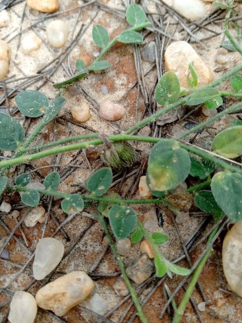 Crotalaria angulata fruit