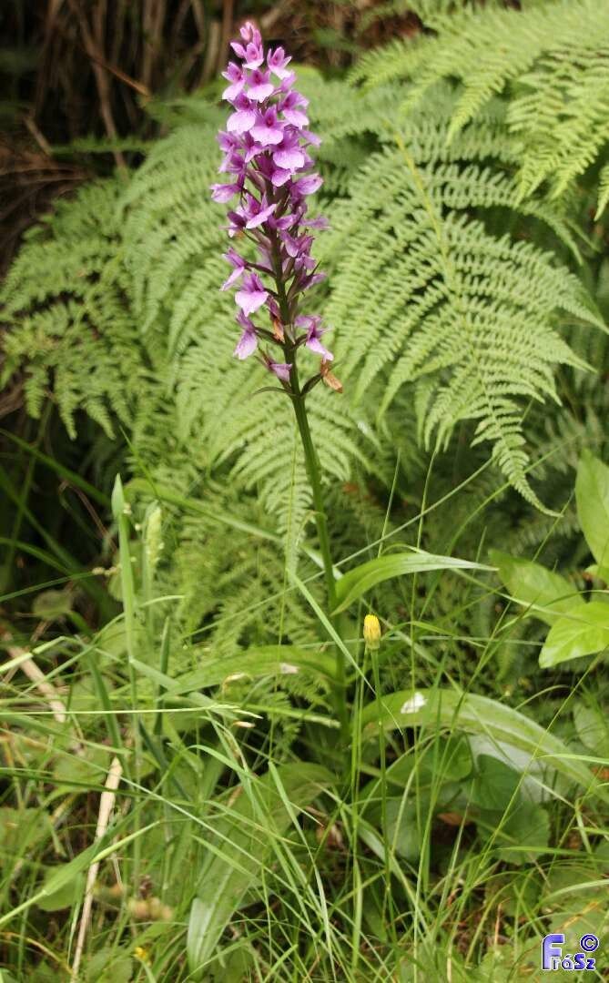 Dactylorhiza foliosa habit
