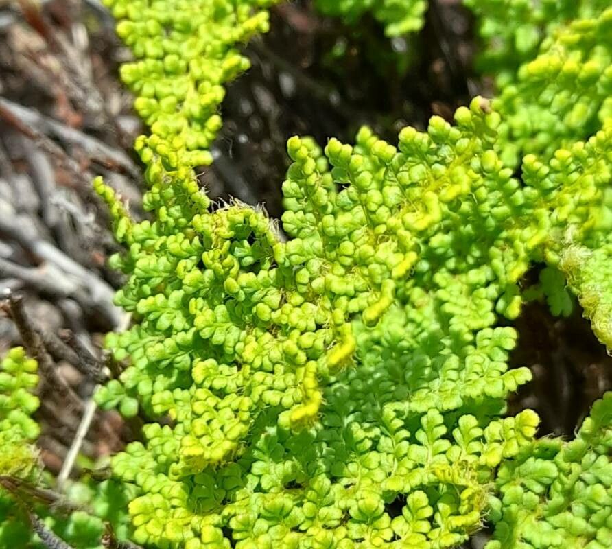 Hemionitis myriophylla leaf