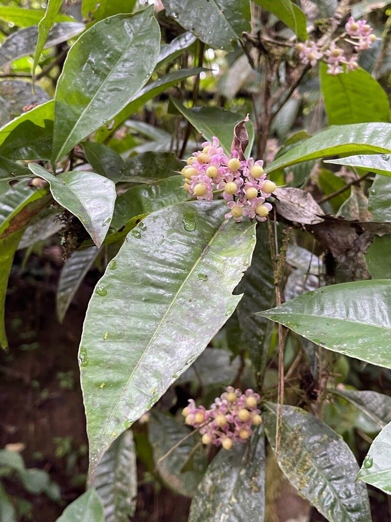Ardisia opegrapha — search result for 'Ardisia'