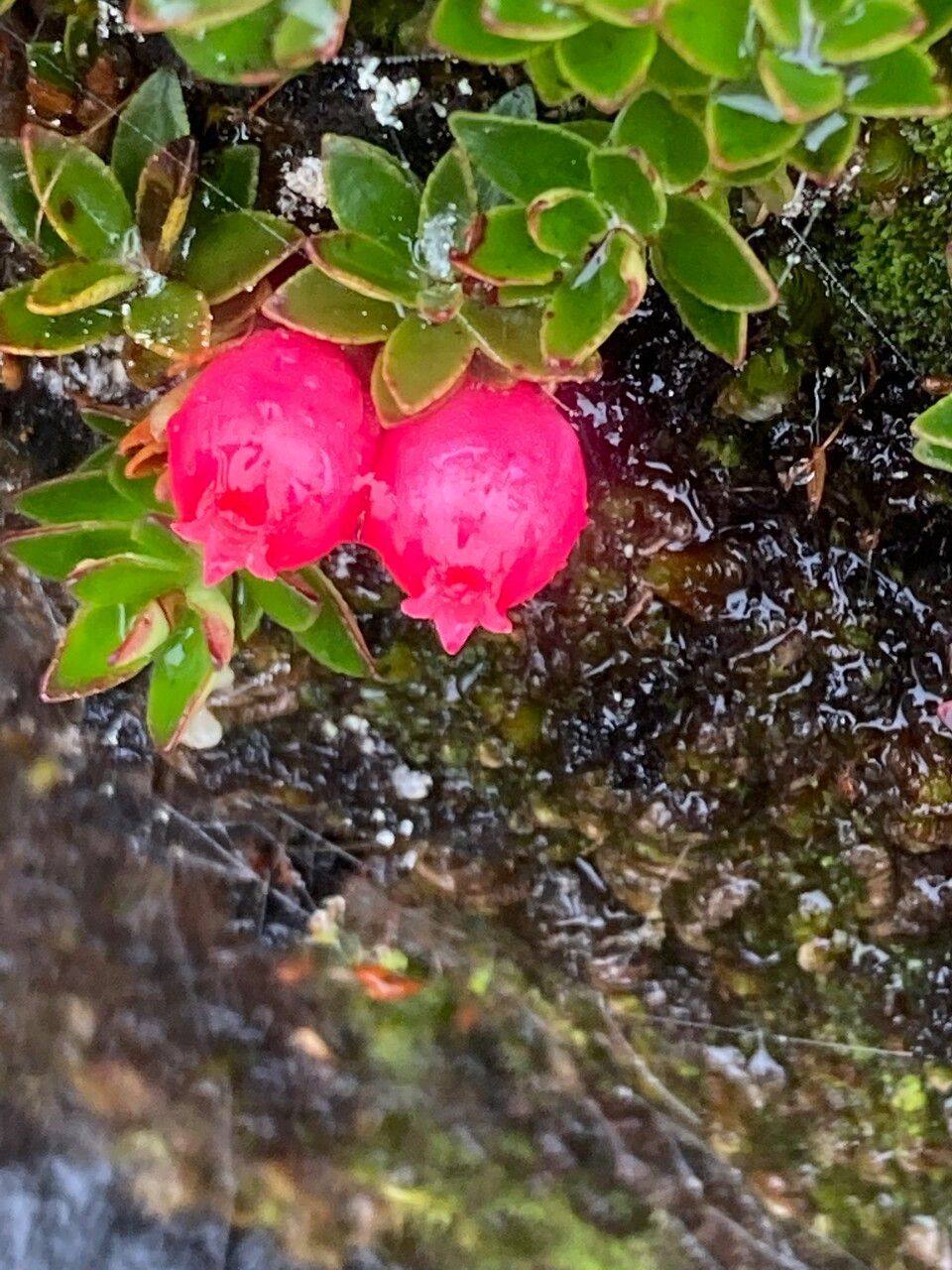 Myrteola nummularia fruit